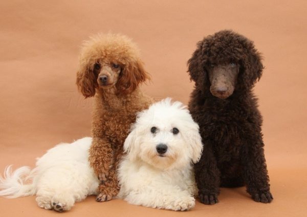 Toy Poodle Trio