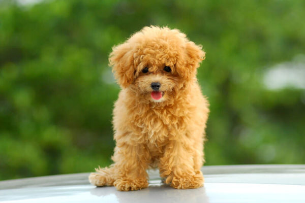 That little poodle