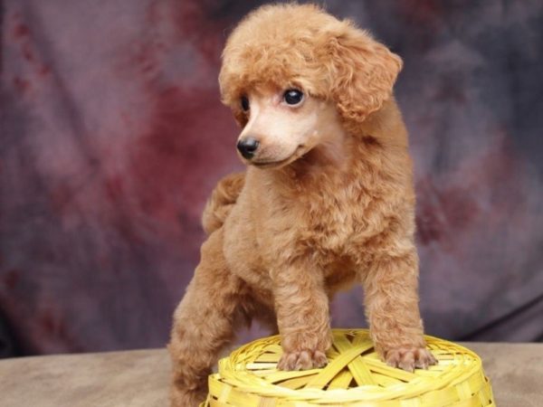 That poodle is worth it.