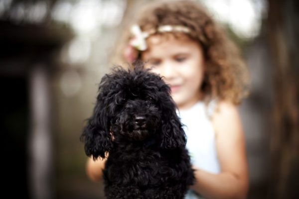 That black poodle