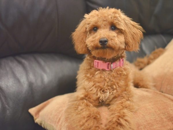 That poodle with a pink collar