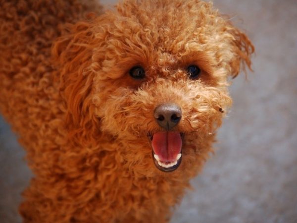 That poodle is watching.