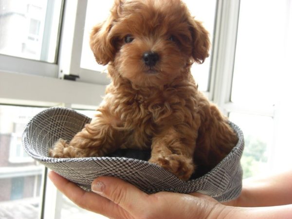 That poodle in a cap