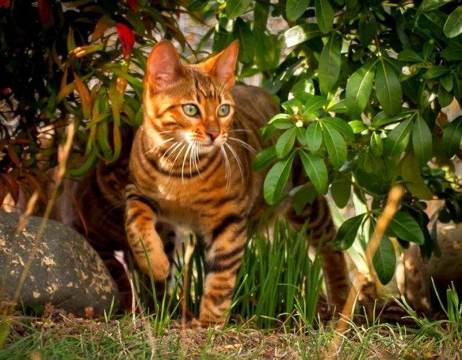 To enjoy talking with a domestic tiger cub is still a pleasure! After all, toyger cats inherited the majesty and power of the striped inhabitants of the savannah. But, unlike them, these kittens are flexible, they love to play with children and are very loyal to their master