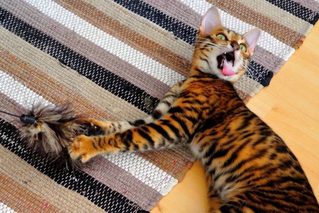 To spend time with the owner for a toyger is a great pleasure. However, this is a self-contained cat, he calmly endures periods of forced loneliness.