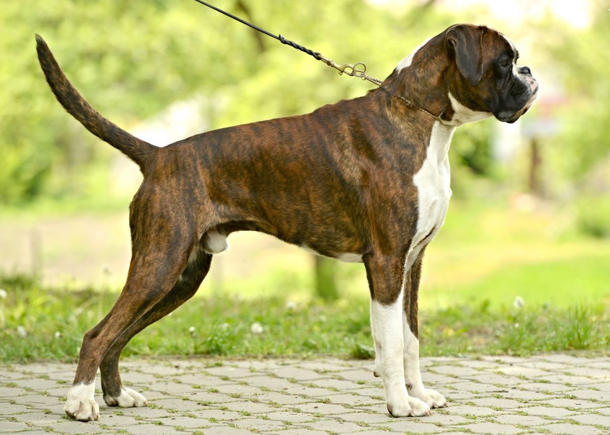 Top 10 most popular dog breeds in the USA