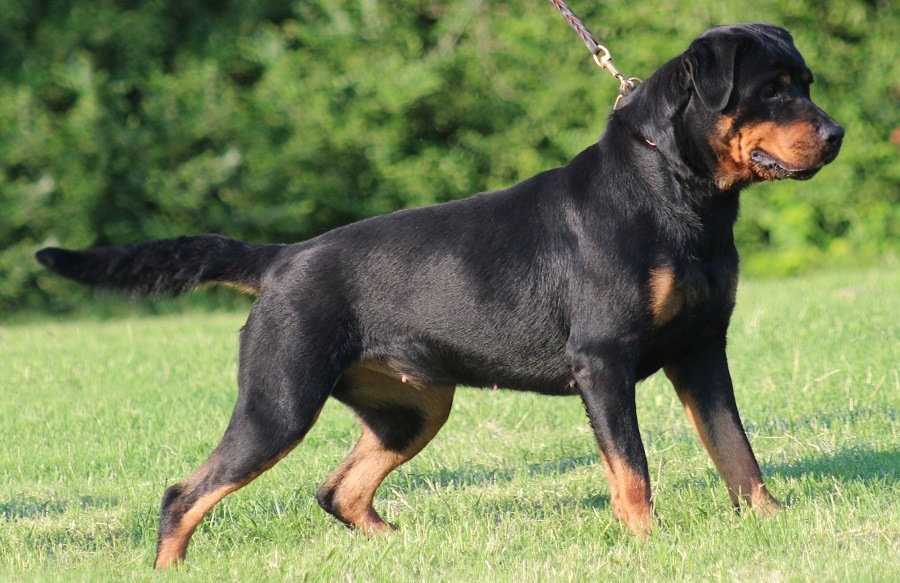Top 10 most popular dog breeds in the USA