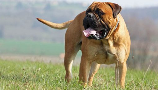 Bullmastiff - the most evil dog