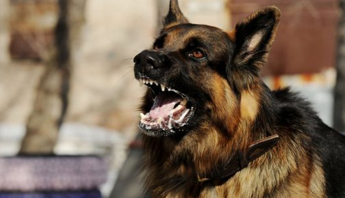 German Shepherd