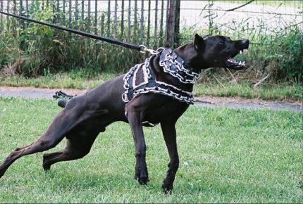Doberman