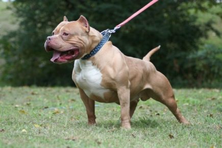 American Pit Bull Terrier