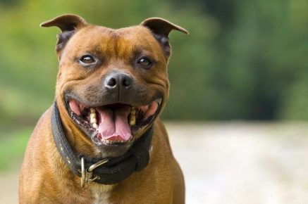 Staffordshire Terrier