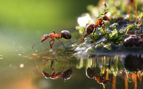 ants by the water