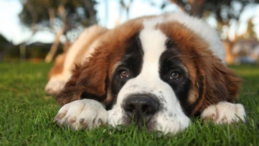 St. Bernard - the kindest breed of dogs