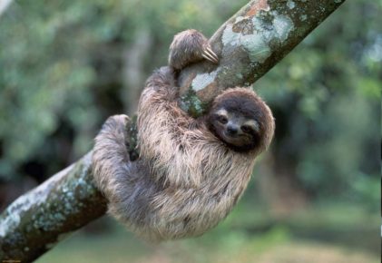 Sloth - the most unusual animal in the world