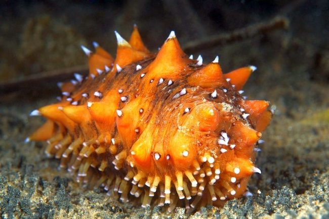 A creature resembling snails without shells or large, fleshy earthworms lives in the depths of the sea. It is called a sea cucumber. But this is not algae and not the type of shell or coral. This is an invertebrate creature called trepang