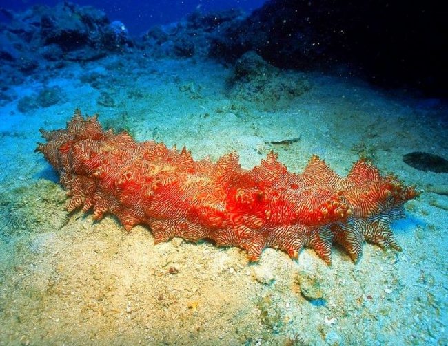 You can meet holoturia or trepang in the Far East, in particular, in the Yellow, Sea of   Okhotsk, Japan and East China Sea