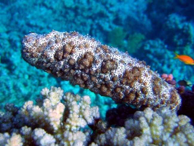 Trepang is not afraid of fish, birds, arthropods, mammals. But he has enemies - this is man and starfish