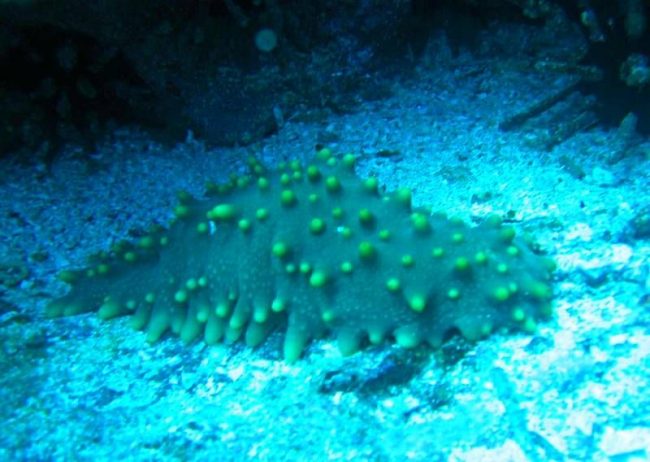The back of a trepang is easy to distinguish from the abdominal part. On the abdomen there is an oral cavity surrounded by tentacles, the color is light brown or olive. The back is darker, often dark green or chocolate, sometimes black. The skin is thick to the touch, it gives elasticity to a single  internal organ - the tubular intestine 
