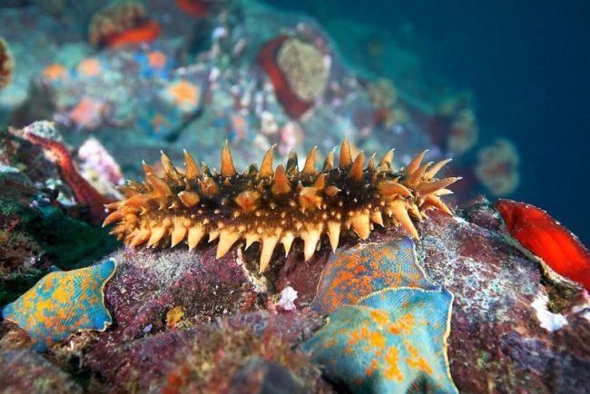Trepang. Spicules protect against trepang enemies - calcareous skin formations