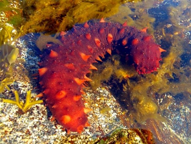 Trepang. Trepangs cannot be called meat-eaters. By passing water through the tentacles, they trap microorganisms, pieces of algae, plankton cells and consume them for food.
