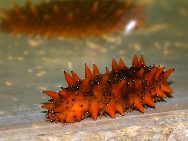 Trepang. Trepangs have both females and males, but it is impossible to distinguish them by any external signs. Puberty occurs at the age of 2 years and lasts the rest of his life.