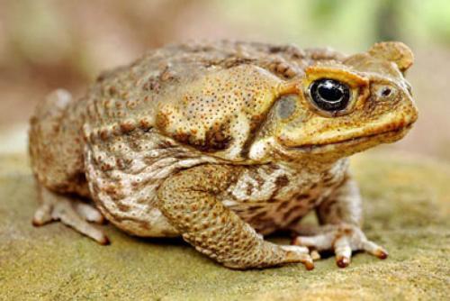 Reed toads in Australia and feed for cats