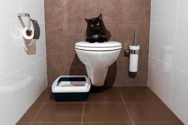 The comfort of your living with him depends on the correct choice of a toilet for a cat.