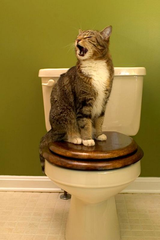 You can even train a cat to use a human toilet