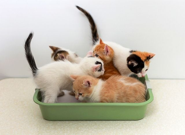 You need to teach kittens to the toilet from the first days of life in your house