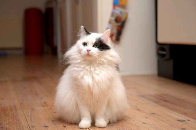 The Turkish Angora does not tolerate loneliness at all. Left for a long time, it can clog in protest.