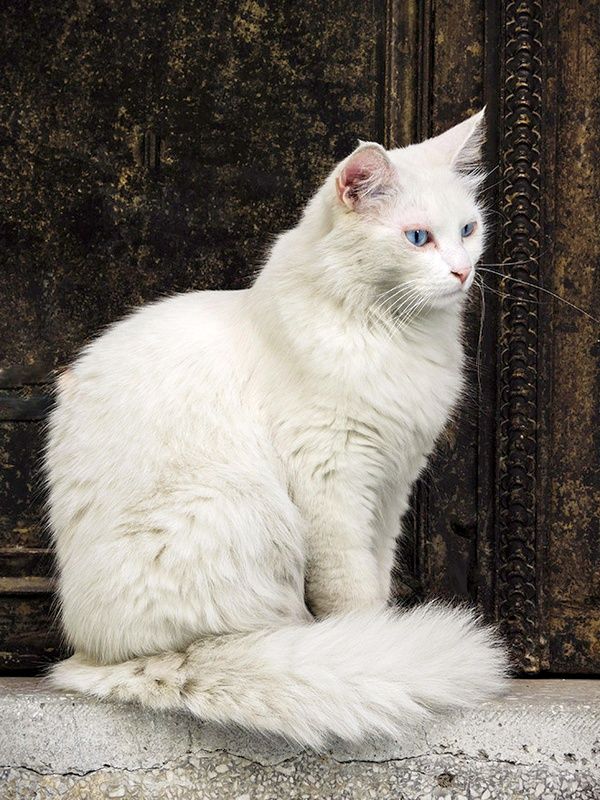 Angora can often be found at the entrance to Turkish shrines. An interesting fact is that only cats with colorful eyes can enter the mosque.