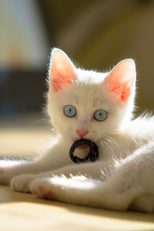 Blue-eyed Angora baby