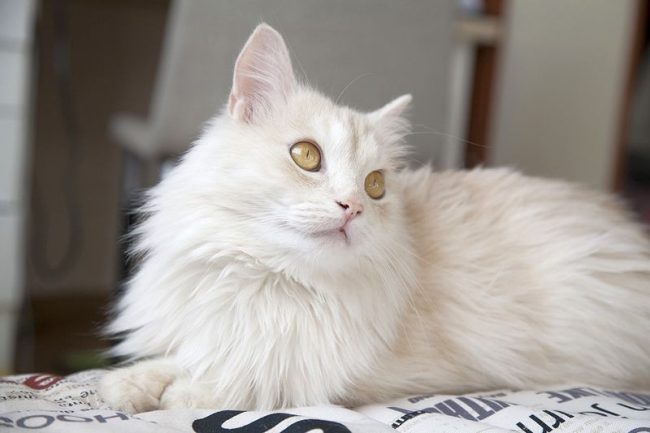 Turkish Angora, surprisingly, has a good relationship with water. Therefore, bathing procedures you will have no problems.