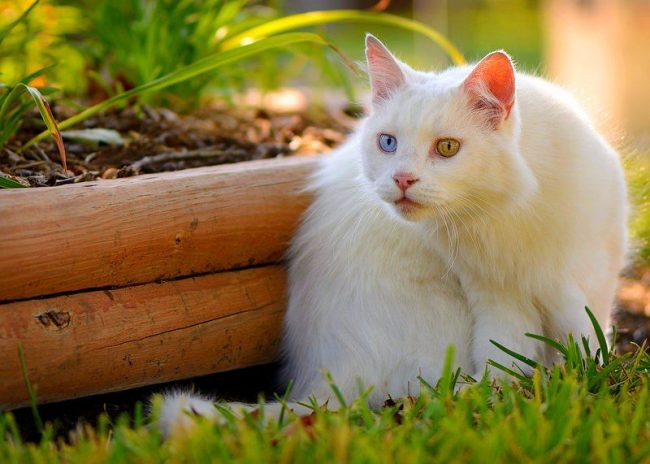 Turkish Angora will not regularly ask outside, but will not refuse the walks you have proposed