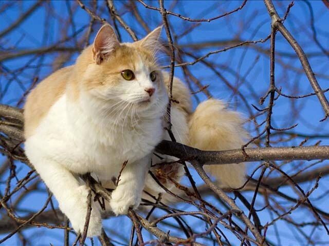 The character of the Turkish van consists of violent emotions, thirst for communication and immense curiosity. All these qualities pour on the shoulders of the owner
