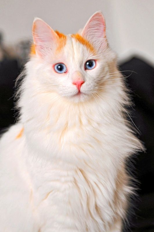The Turkish van is a clever and clever dog in cat form