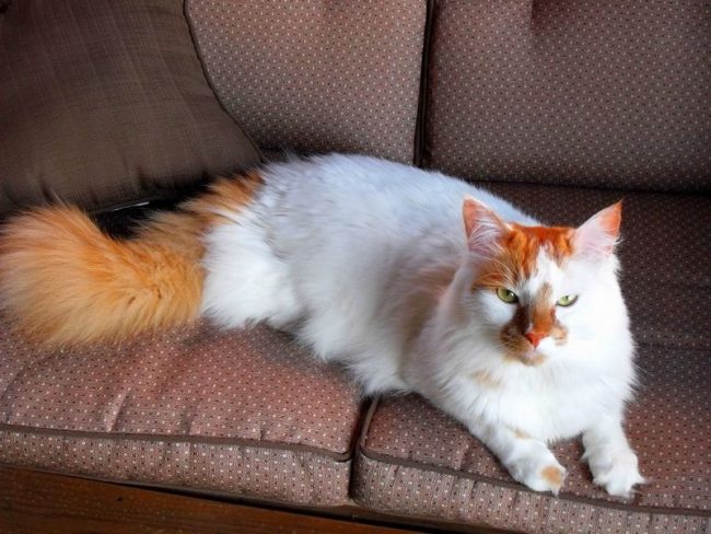 The Turkish van categorically does not like to sit on his hands. You can pet him, talk to him, but you won’t succeed in picking up and holding even 3 minutes of a van. But on your neck or on your knees the pet will settle down without unnecessary ceremonies