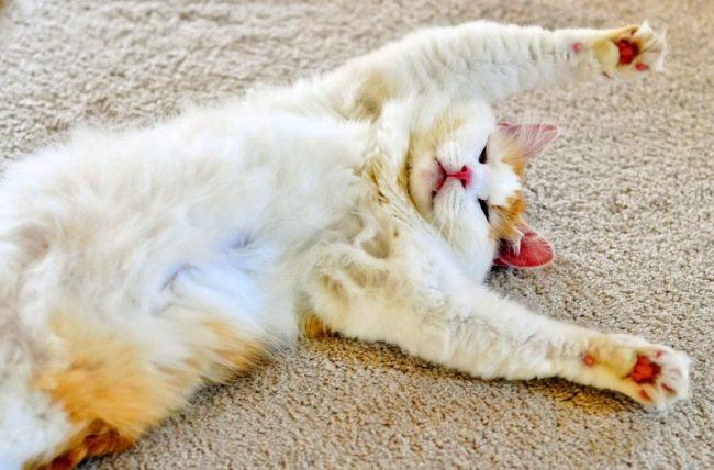 Friendly and sociable, Turkish van cats perfectly tolerate socialization and feel great in a city apartment