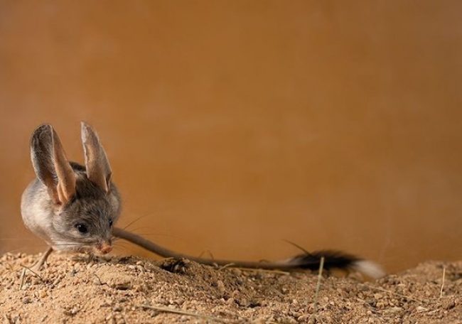 Jerboas
