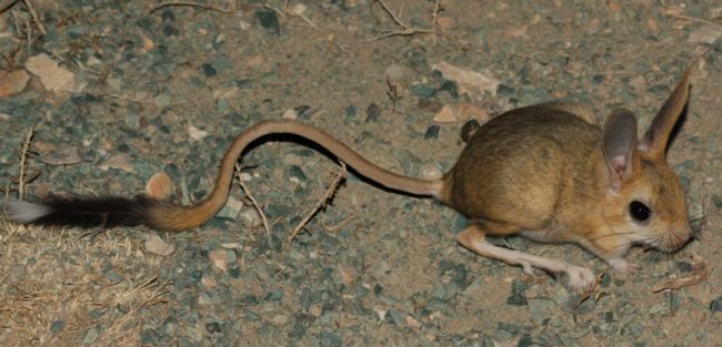 Jerboas