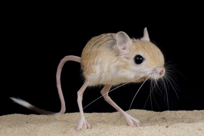 Jerboas