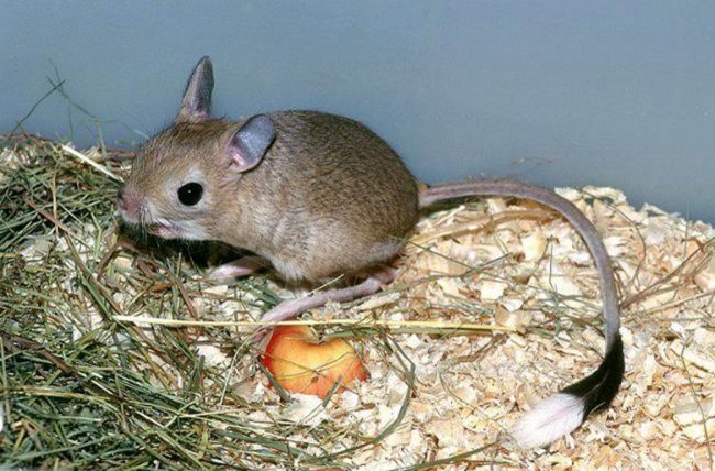 Jerboas
