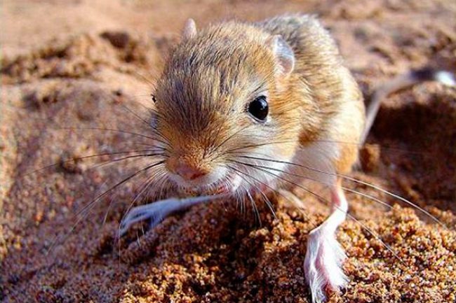 Jerboas