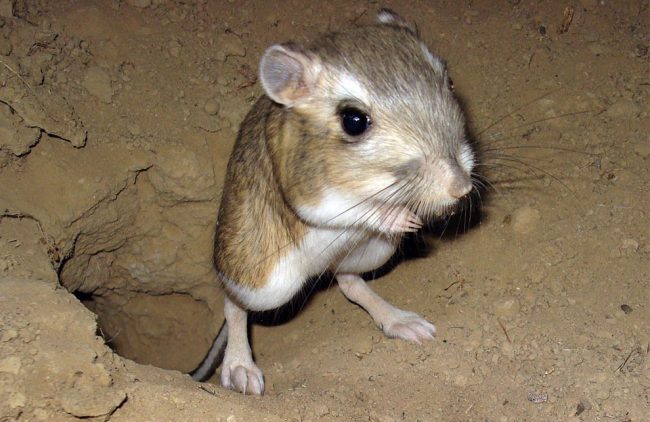 Jerboas