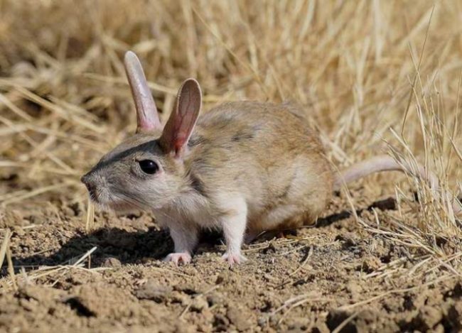 Jerboas
