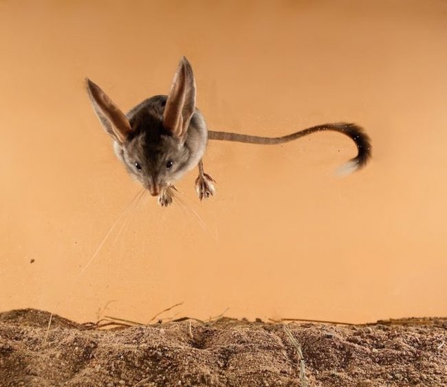 Jerboas