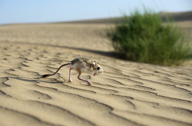 Jerboas