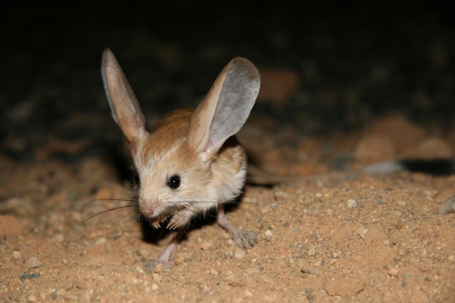 Jerboas