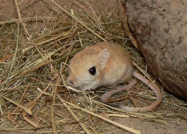 Jerboas